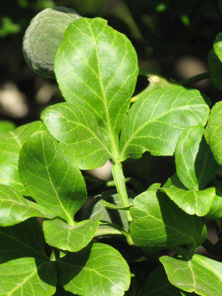              Trifoliolate leaf (Riverside, CA)       